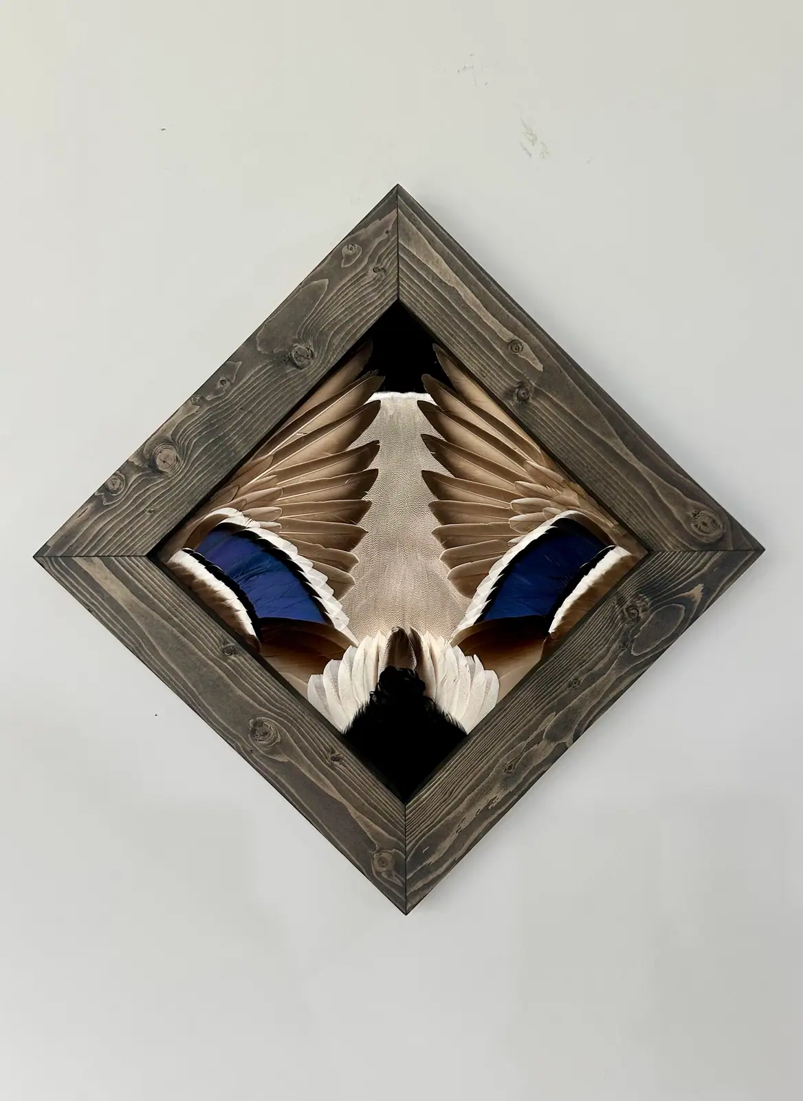 Diamond duck feather art piece: mallard wings and tail feathers in a gray-stained diamond frame